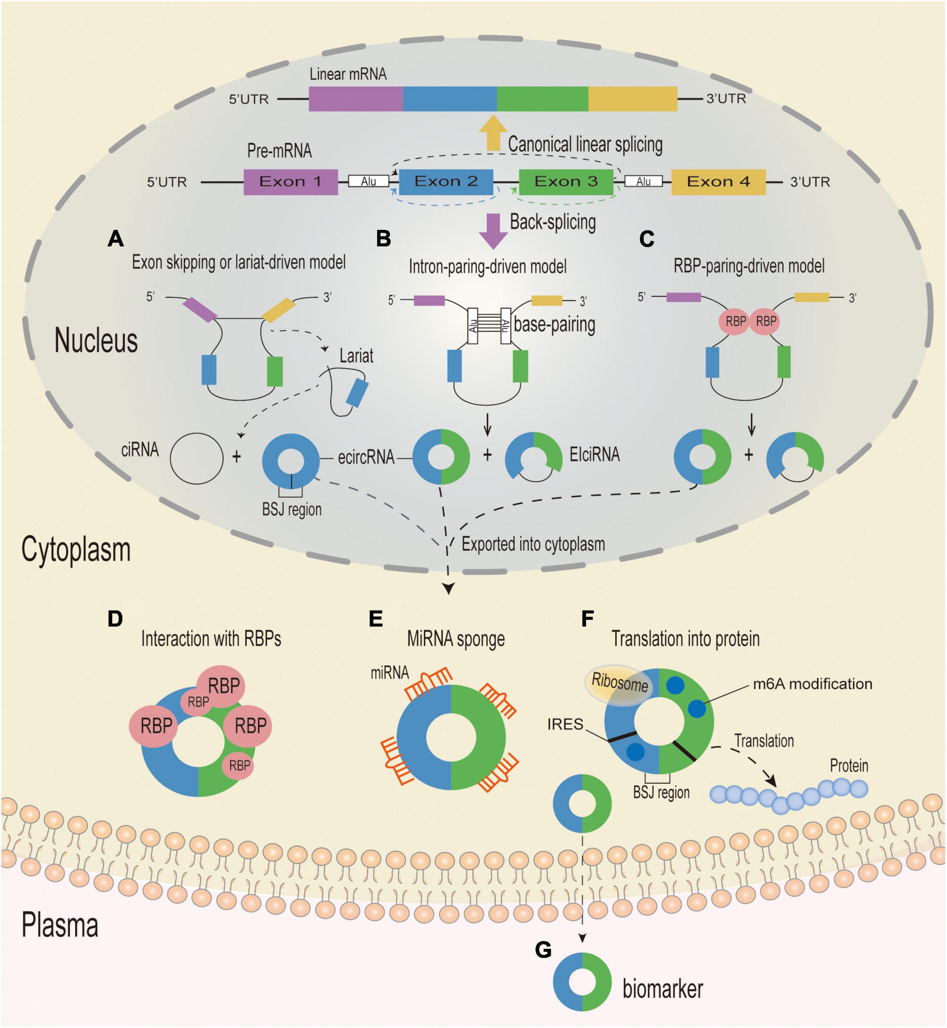 The emerging role of circular RNAs in Parkinson’s disease